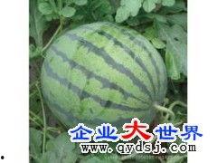 白沟今日什么瓜,揭秘最新热点事件背后的真相