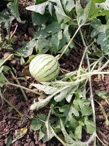 白沟今日什么瓜,揭秘最新热点事件背后的真相