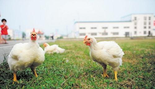 今日鸡瓜价格最新行情