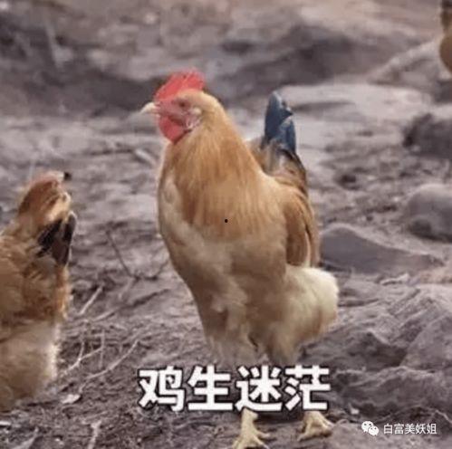 今日鸡瓜价格最新行情