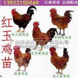 今日鸡瓜价格最新行情