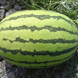 新疆硒砂瓜今日收购价格,丰硕收益背后的市场脉动