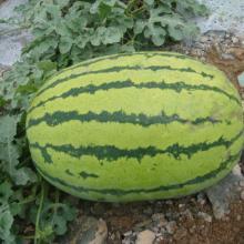 新疆硒砂瓜今日收购价格,丰硕收益背后的市场脉动