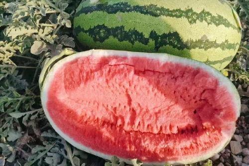 新疆硒砂瓜今日收购价格,丰硕收益背后的市场脉动