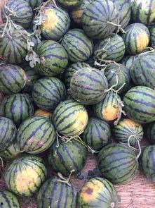 陕西沙漠瓜价今日价,沙漠绿洲里的新鲜诱惑