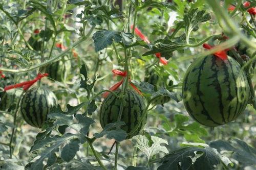 济南克拉拉今日吃瓜