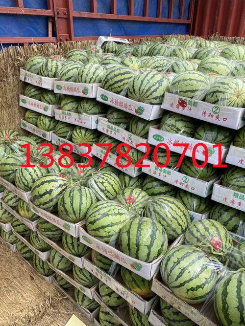 今日美都瓜批发价,新鲜瓜果价格波动解析”