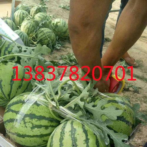 今日美都瓜批发价,新鲜瓜果价格波动解析”