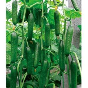 寿光小瓜今日价格表