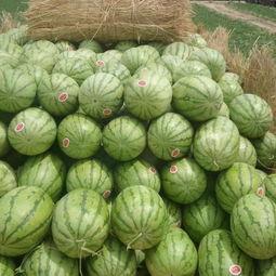 新疆硒砂瓜今日行情,品质优价高，丰收季喜讯连连
