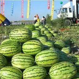 新疆硒砂瓜今日行情,品质优价高，丰收季喜讯连连