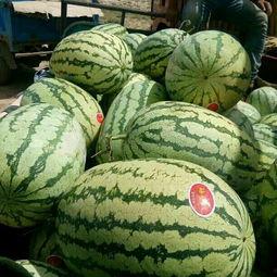 新疆硒砂瓜今日行情,品质优价高，丰收季喜讯连连