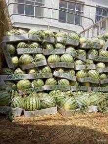 罗山麒麟瓜今日价格,价格行情一览