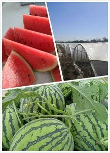 罗山麒麟瓜今日价格,价格行情一览