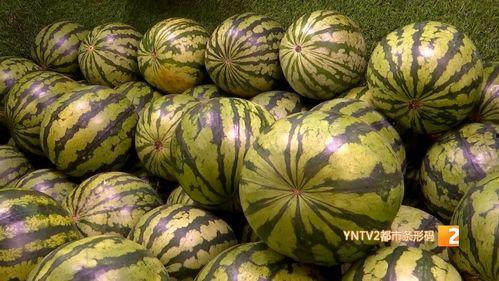 罗山麒麟瓜今日价格,价格行情一览