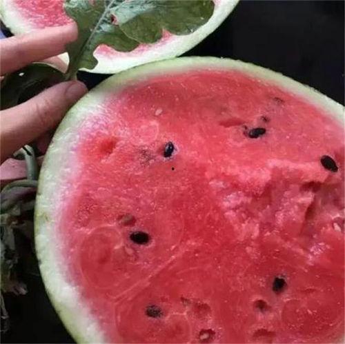 广州麒麟瓜今日行情,价格波动，市场供需分析”