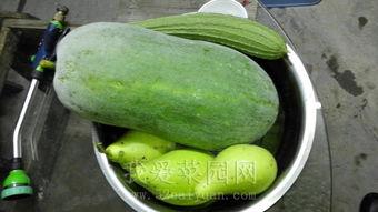 热门大瓜今日吃瓜155,揭秘热门事件155背后的惊人真相